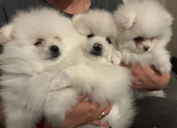 dolcissima pomeranian maschio e femmina per ladozione