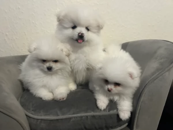 dolcissima pomeranian maschio e femmina per ladozione | Foto 0