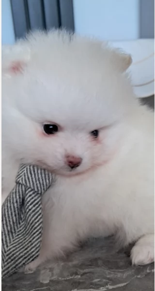 dolcissima pomeranian maschio e femmina per ladozione | Foto 4