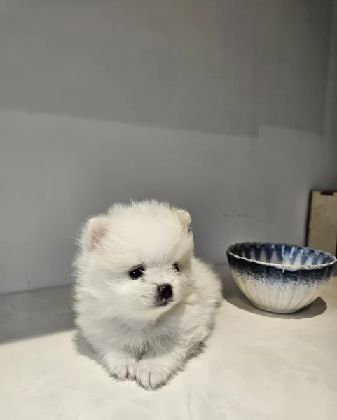 dolcissima pomeranian maschio e femmina per ladozione | Foto 3