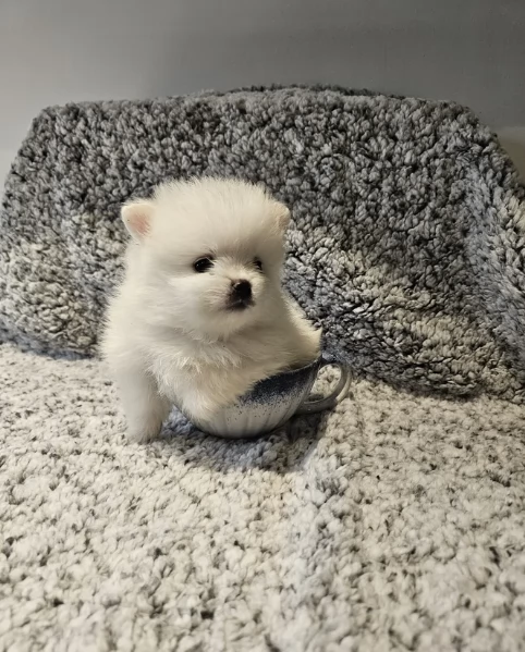 dolcissima pomeranian maschio e femmina per ladozione | Foto 2