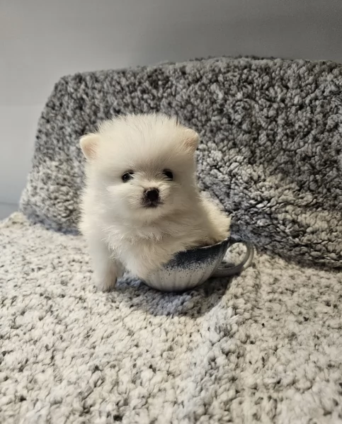 dolcissima pomeranian maschio e femmina per ladozione | Foto 0