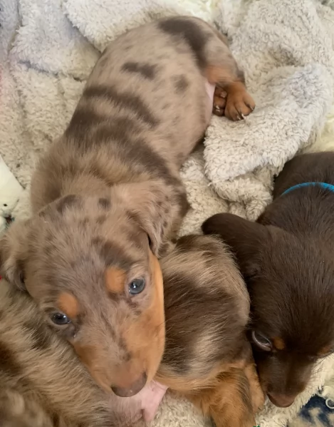 dolcissimi e meravigliosi Bassotto per adozione | Foto 0