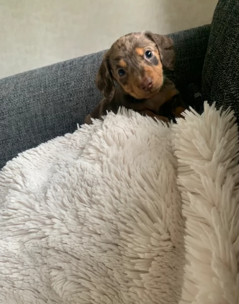 dolcissimi e meravigliosi Bassotto per adozione | Foto 4