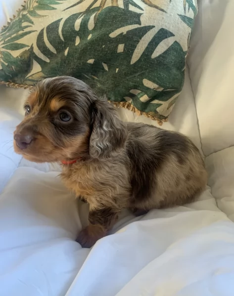 dolcissimi e meravigliosi Bassotto per adozione | Foto 3