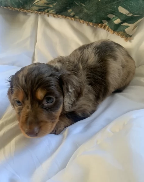 dolcissimi e meravigliosi Bassotto per adozione | Foto 2