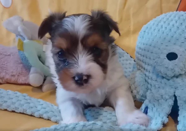 dolcissimi e piccolissimi cuccioli Biewer Yorkshire per ladozione