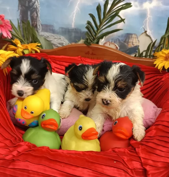 dolcissimi e piccolissimi cuccioli Biewer Yorkshire per ladozione