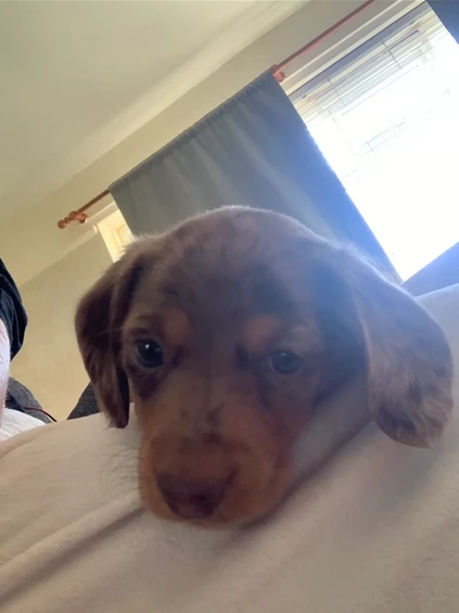 dolcissimi e meravigliosi Bassotto per adozione | Foto 2