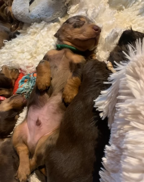 dolcissimi e meravigliosi Bassotto per adozione | Foto 1