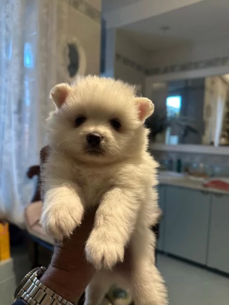 spitz 