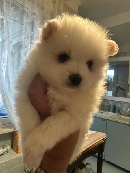 spitz  | Foto 4