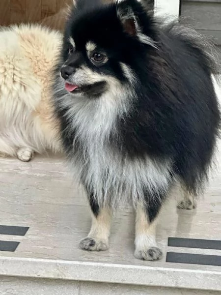 spitz  | Foto 3