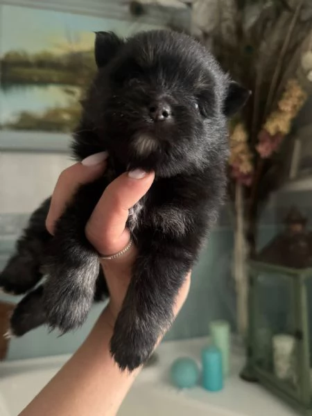 spitz  | Foto 2