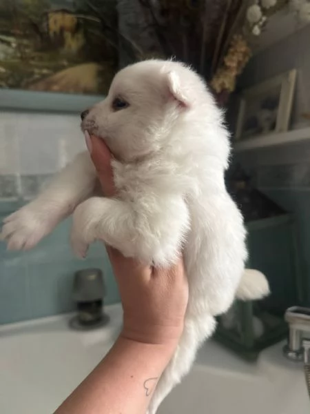 spitz  | Foto 0