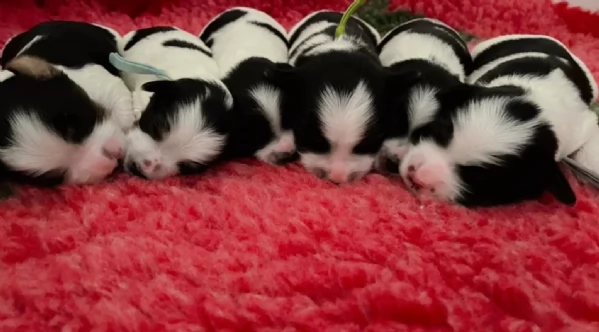 dolcissimi e piccolissimi cuccioli Biewer Yorkshire per ladozione | Foto 0