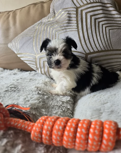 dolcissimi e piccolissimi cuccioli Biewer Yorkshire per ladozione | Foto 0