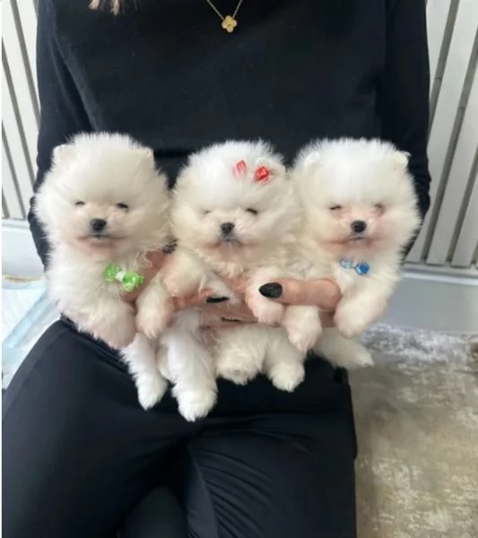 dolcissima pomeranian maschio e femmina per ladozione
