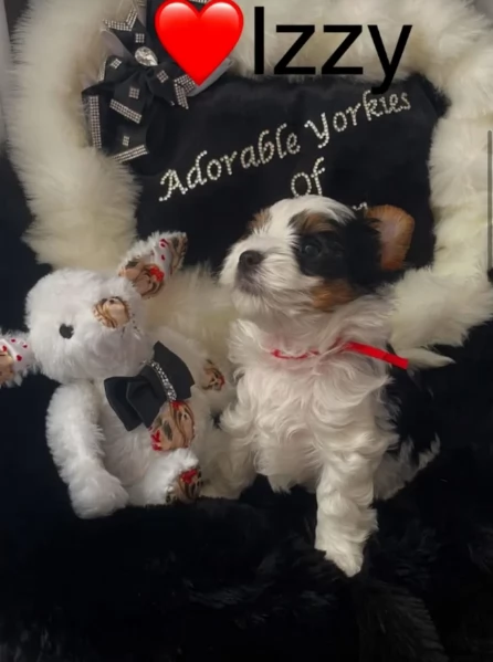 dolcissimi e piccolissimi cuccioli Biewer Yorkshire per ladozione | Foto 0