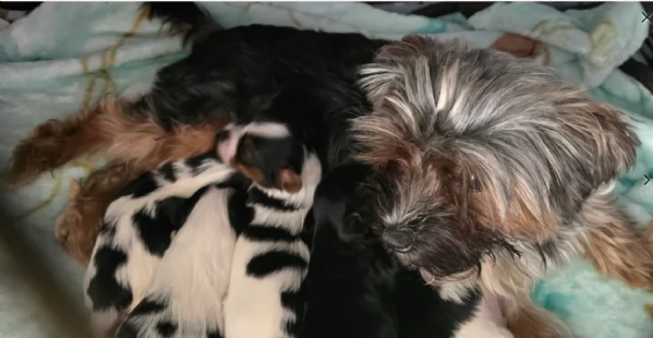 dolcissimi e piccolissimi cuccioli Biewer Yorkshire per ladozione | Foto 1