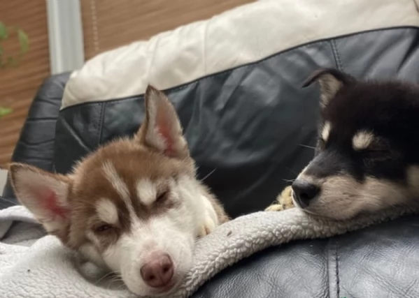 meraviglioso Cuccioli di Husky per adozione | Foto 1