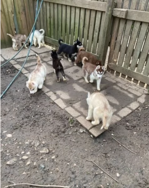 meraviglioso Cuccioli di Husky per adozione