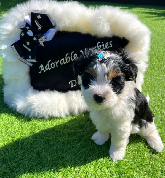 dolcissimi e piccolissimi cuccioli Biewer Yorkshire per ladozione | Foto 4