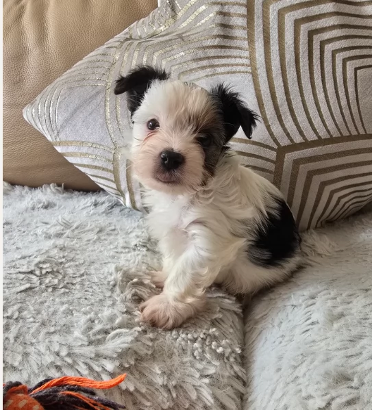 dolcissimi e piccolissimi cuccioli Biewer Yorkshire per ladozione | Foto 3