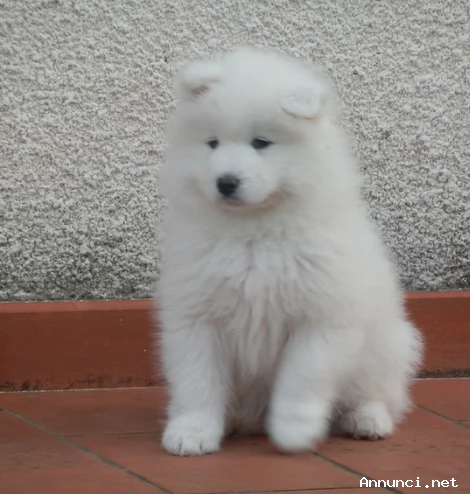~~~~Cuccioli di Razza Samoiedo~~~~