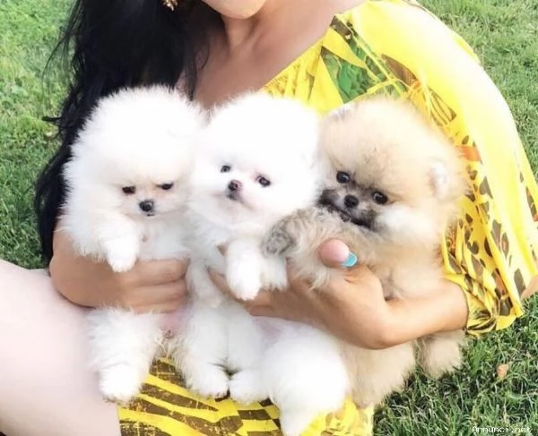 ~~~~Disponibili cuccioli di Pomerania.~~~