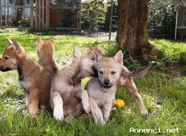 ~~~~~Cuccioli di Cane Lupo Cecoslovacco~~~~