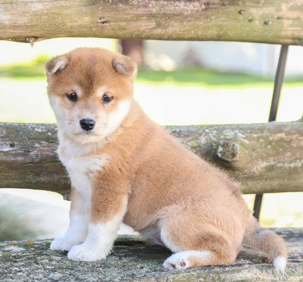 ~~~~cuccioli di Shiba Inu~~~