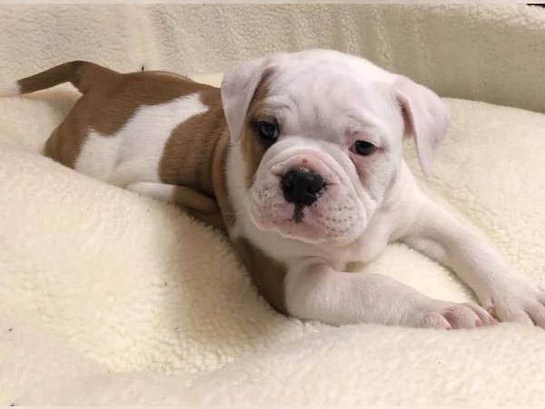 ~~~~Bellissimi cuccioli di bulldog inglese~~~~`