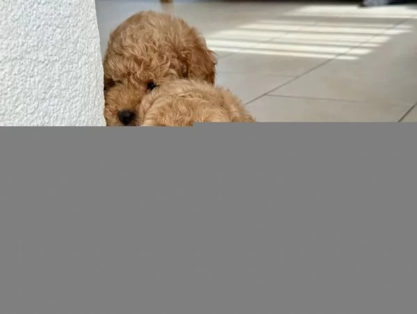 cuccioli di Barboncino piccoli taglia | Foto 4