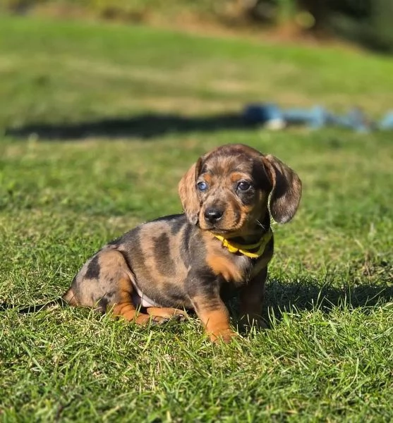 Disponibili due cuccioli maschi e una femmina di bassotto tedesco | Foto 1