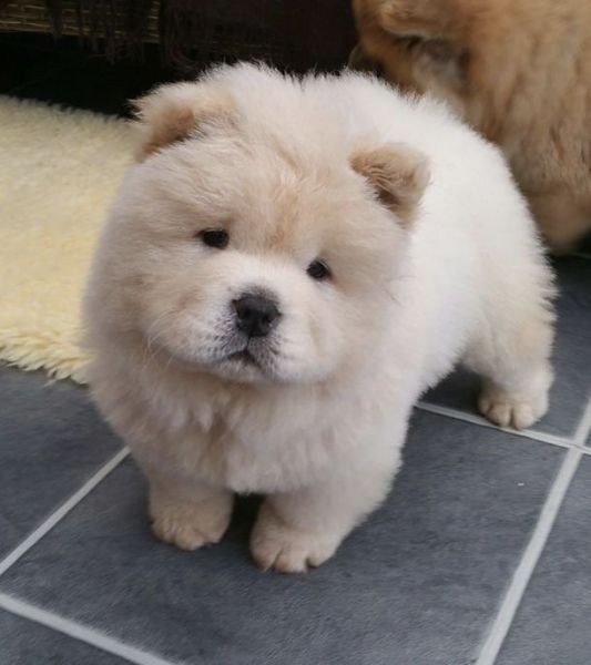 Splendidi cuccioli di Chow Chow, La nostra splendi... | Foto 2