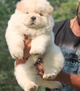 Splendidi cuccioli di Chow Chow, La nostra splendi... | Foto 1