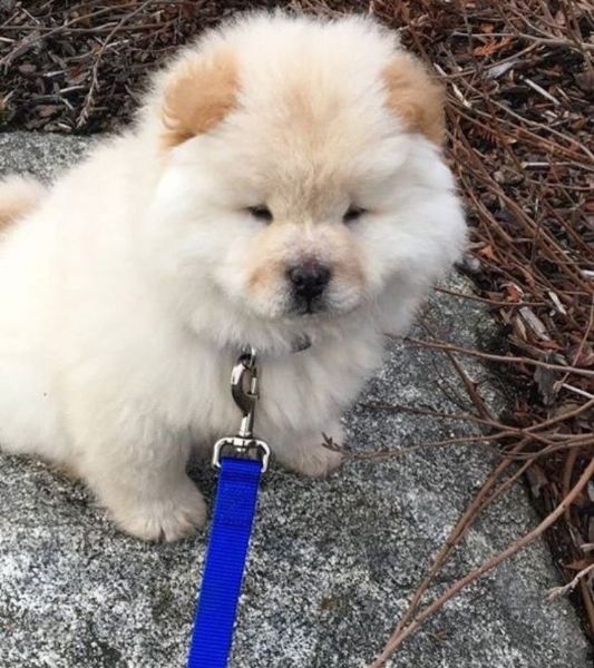 Splendidi cuccioli di Chow Chow, La nostra splendi... | Foto 0