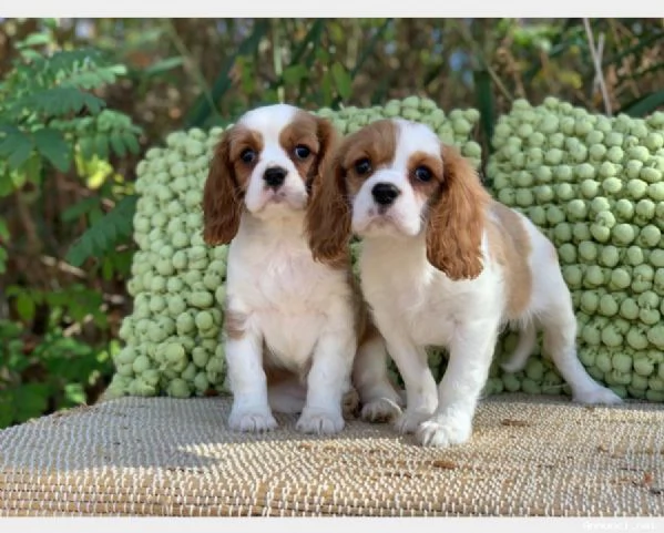 ~~~~~Vendita cucciolo cuccioli di cavalier king~~~~~