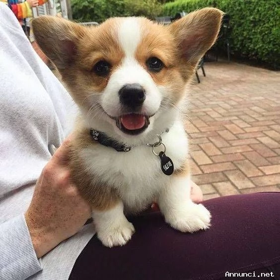 ~~~~~CUCCIOLI WELSH CORGI PEMBROKE~~~