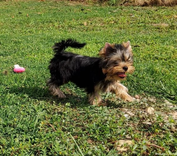 ~~~~~Yorkshire terrier~~~