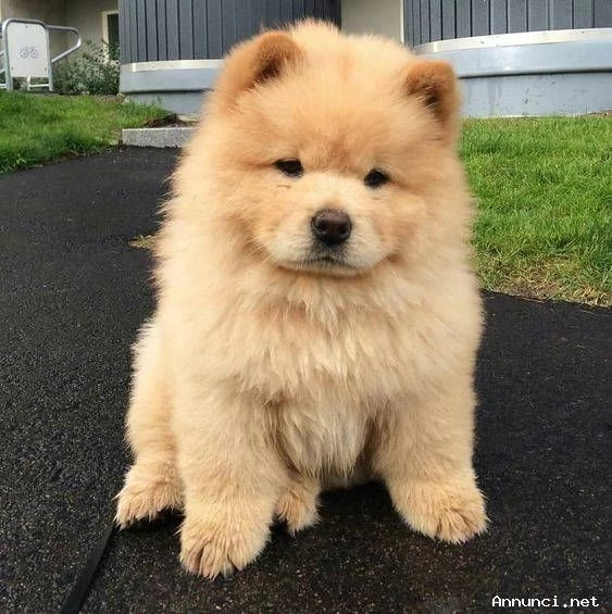~~~~adorabili cuccioli di chow chow femminucce e maschietti disponibili . i cuccioli sono vaccinati~