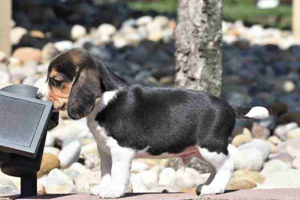 ~~~BEAGLE CUCCIOLI CON PEDIGREE (ALLEVAMENTO)~~