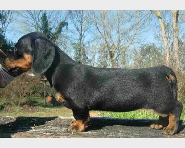 ~~~~~BASSOTTI NANI X KANINCHEN A PELO CORTO~~~~