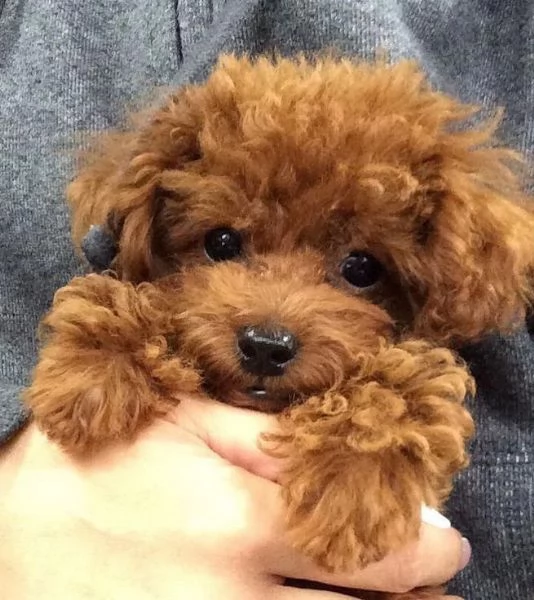Adorabili cuccioli di Barboncino disponibili | Foto 0