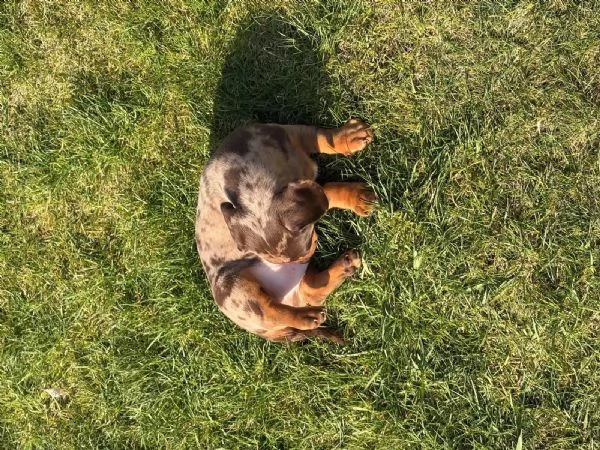 DISPONIBILI CUCCIOLI DI BASSOTTO TEDESCO CIOCCOLATO | Foto 2