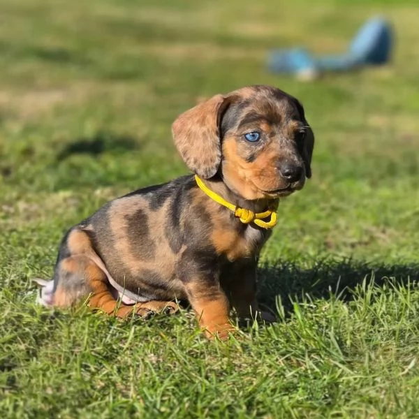 DISPONIBILI CUCCIOLI DI BASSOTTO TEDESCO CIOCCOLATO