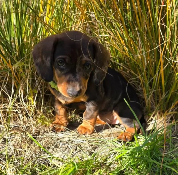 Bassottini nani a pelo corto, cuccioli bellissimi disponibili. | Foto 2