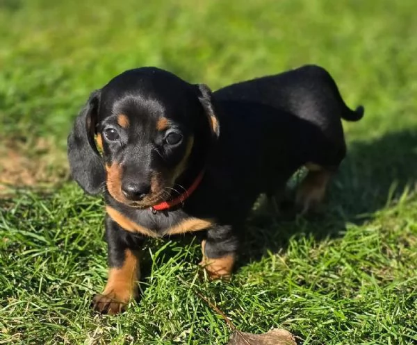Bassottini nani a pelo corto, cuccioli bellissimi disponibili. | Foto 1