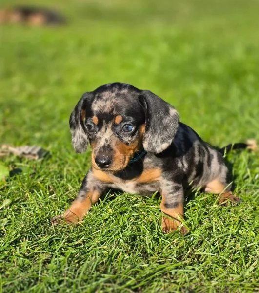 Bassottini nani a pelo corto, cuccioli bellissimi disponibili. | Foto 0